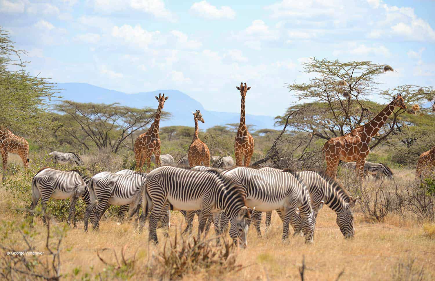Samburu National Reserve Safaris in Kenya – EquitorialStar