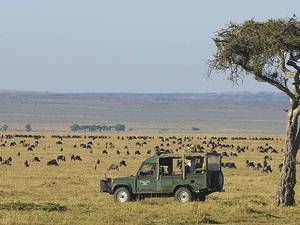 Watch thousands of wildebeest grazing on African grasslands