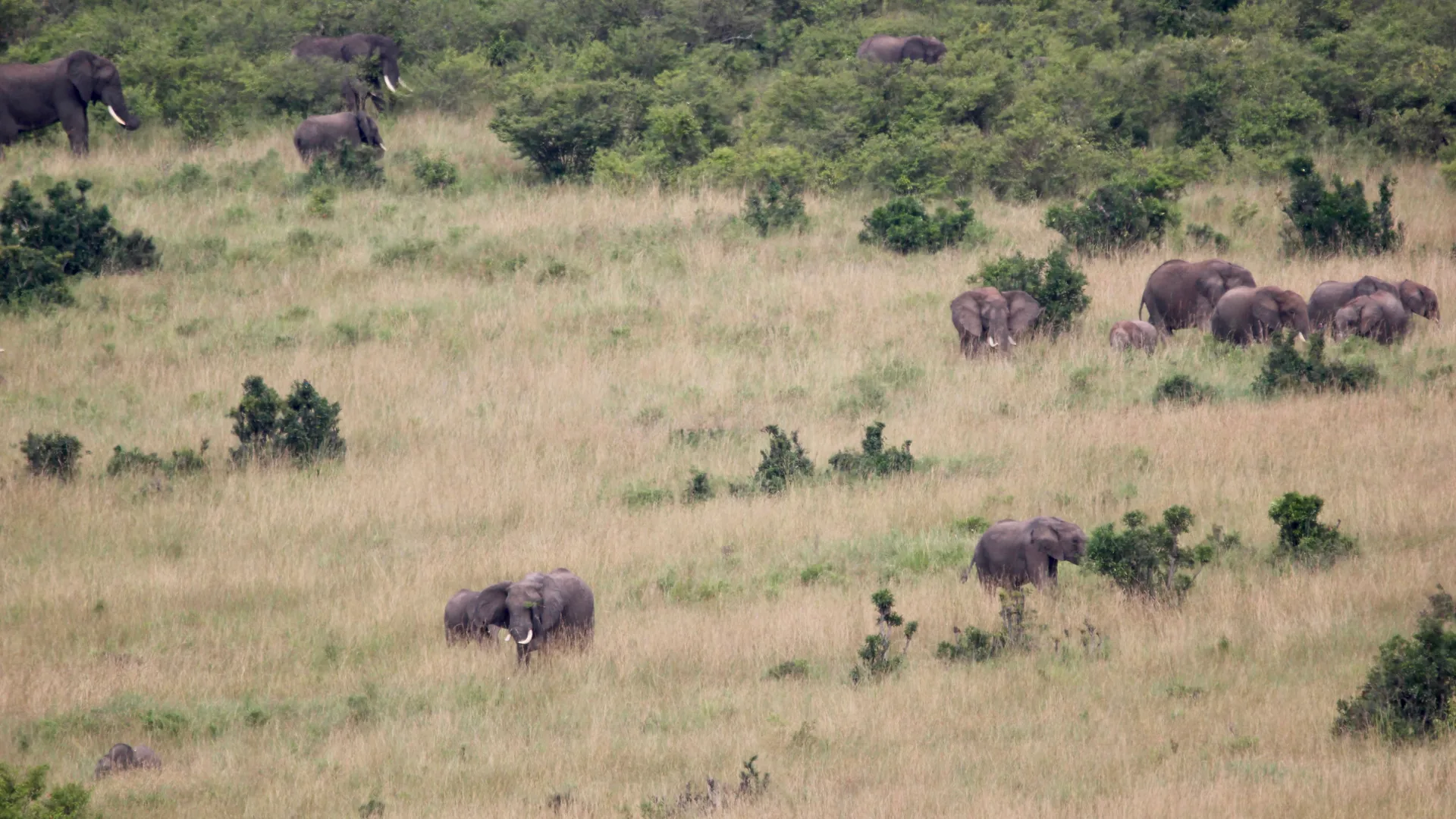 Elephants roaming the Maasai Mara grassland