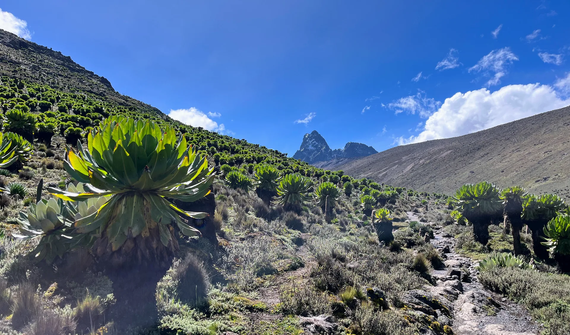 Giant groundsel and mountains in Mackinders Valley