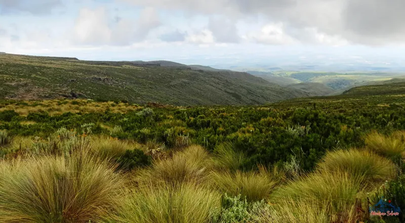 Hike through mountain vegetation in Mt Kenya and Kilimanjaro