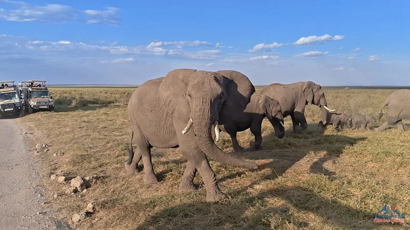 Amboseli — Elephant herd at waterhole
