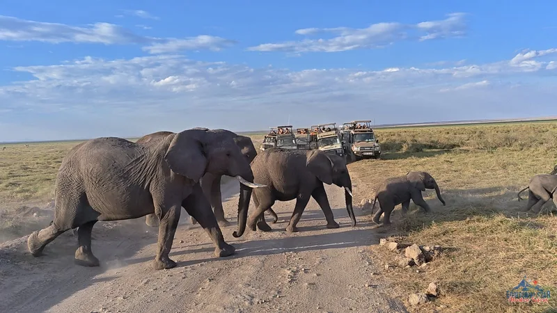 Amboseli — Kilimanjaro sunrise backdrop