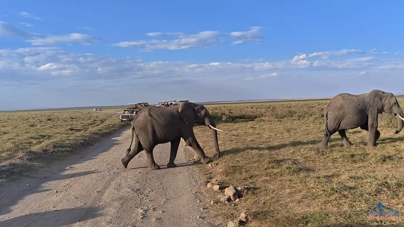 Amboseli — Family of elephants crossing plains