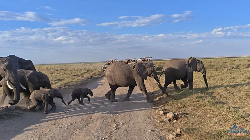 Amboseli — Tour van on game drive