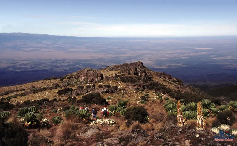 Mount Kenya alpine flora — licensed stock image