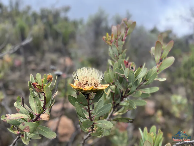 Climbing Mount Kenya 18
