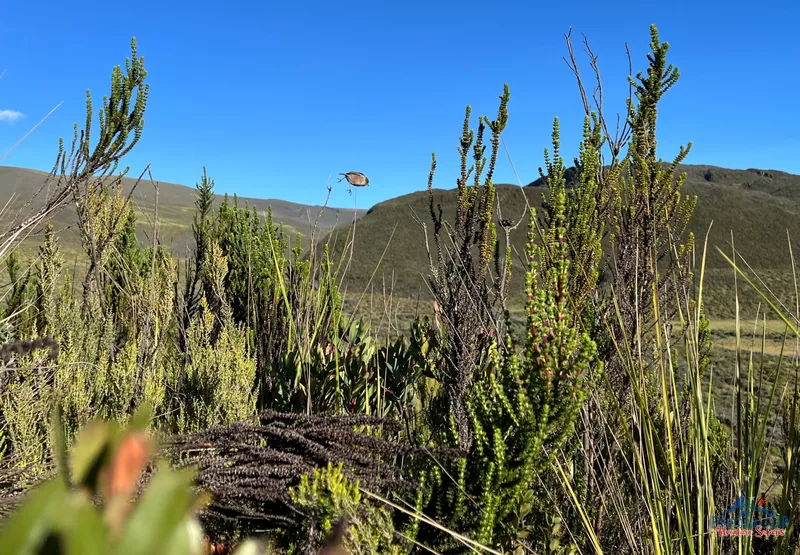 Climbing Mount Kenya 31