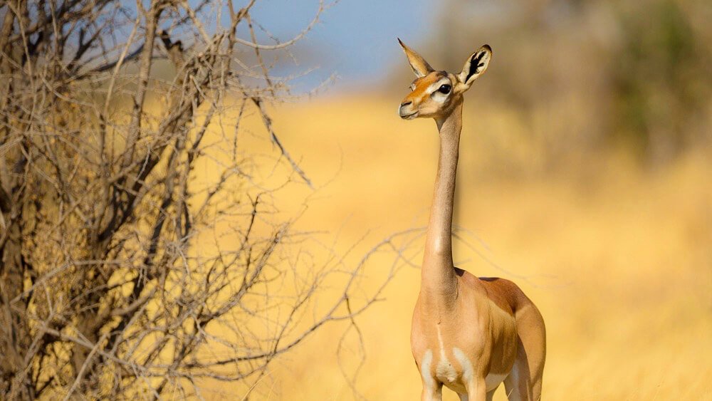 Kenya Safari Tips & Advice - Africa Mountain Climbing & Safaris