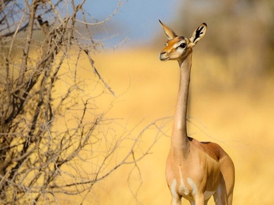 Kenya Safari Tips & Advice - Africa Mountain Climbing & Safaris