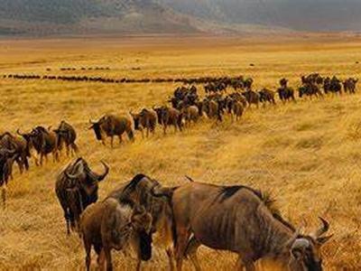 Maasai mara safaris - Get the Undiluted Kenyan Safari Experience