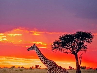 Maasai Mara Safari