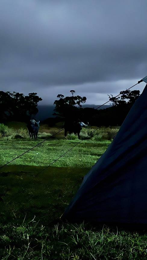 Two buffaloes looking at a tent at night on Mount Kenya