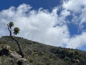Climbing Mount Kenya 14
