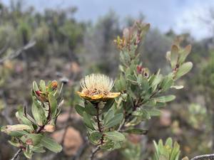 Climbing Mount Kenya 18