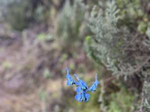 Climbing Mount Kenya 25