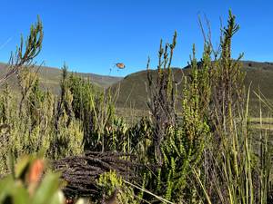 Climbing Mount Kenya 31