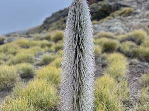 Climbing Mount Kenya 35