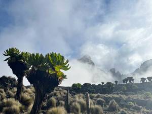 Climbing Mount Kenya 43