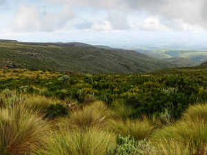 Hike through mountain vegetation in Mt Kenya and Kilimanjaro