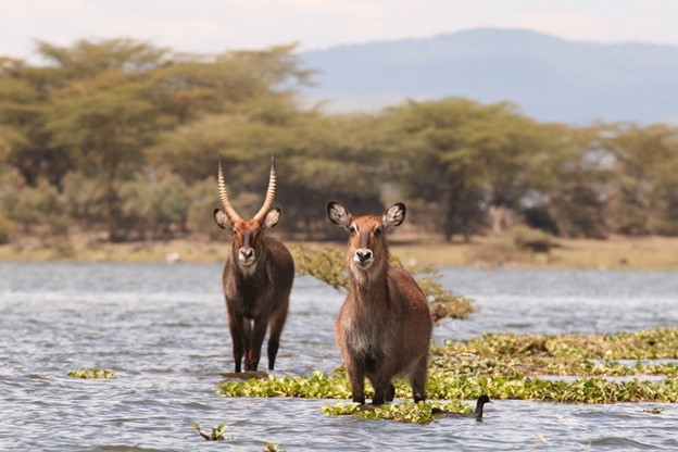 Amboseli National Park highlight image