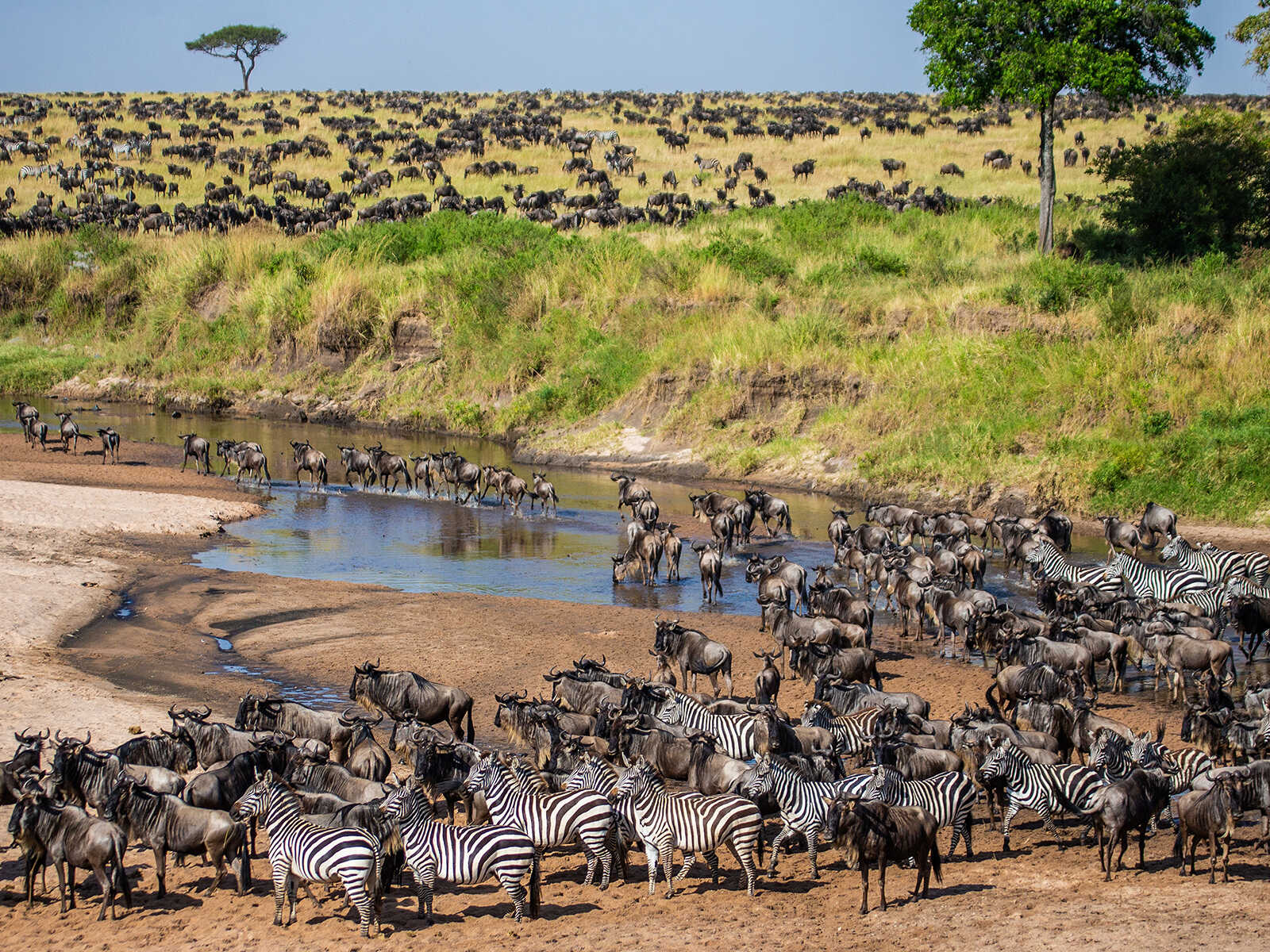Maasai Mara highlight image